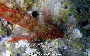 This bleny is ready to smile for my camera. Olimpys M 700. by Svetoslav Dimitrov 
